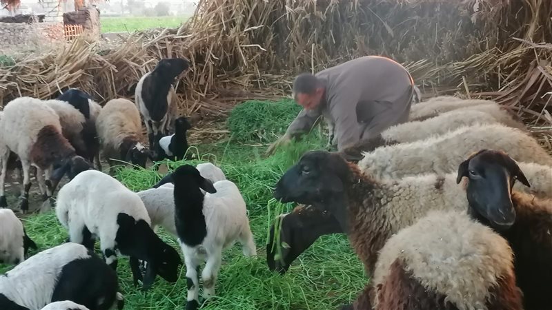 يعقوب قاهر الظلام