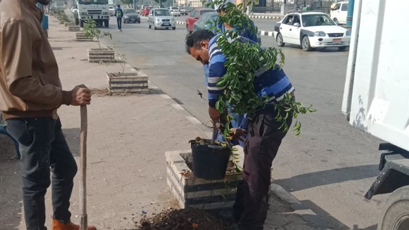 زراعة الأشجار بأسيوط،