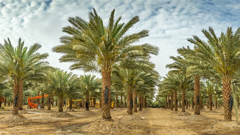 انتاج التمور