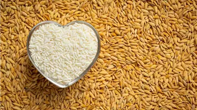 طن الأرز الأبيض رفيع الحبة يسجل 25 ألف جنيه اليوم الجمعة 