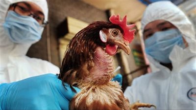 تحذيرات من تعرض فيروس H5N1 إنفلونزا الطيور لـ9 تحورات تزيد من سرعة انتشاره بين البشر