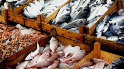 أسعار السمك اليوم، البربون يرتفع لـ 320 جنيهًا في سوق العبور