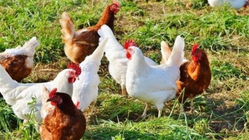 أسعار الفراخ اليوم،