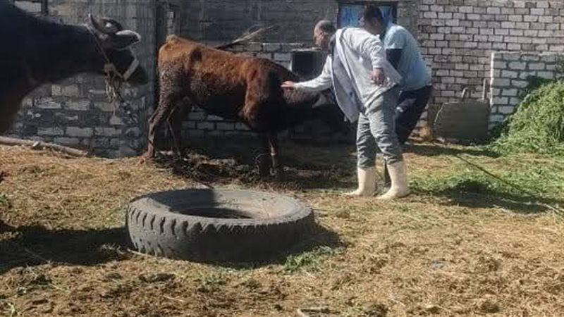  أعمال حملة التحصين
