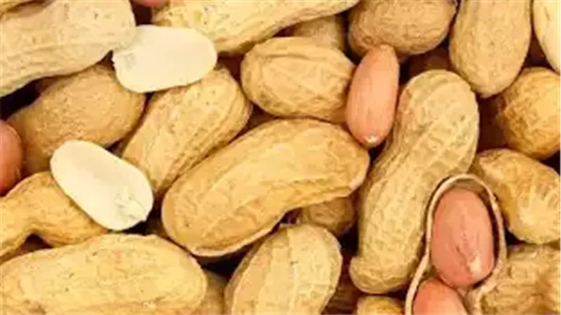  صادرات الفول السودانى
