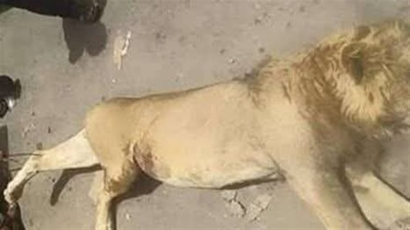 جيفة الأسد المفترس،