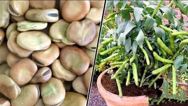 زراعة الفول، فيتو