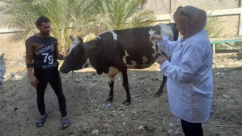 بيطري الفيوم 