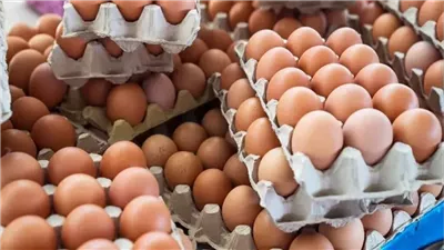  سعر كرتونة البيض الآن في الأسواق