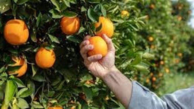 تفسير رؤية البرتقال