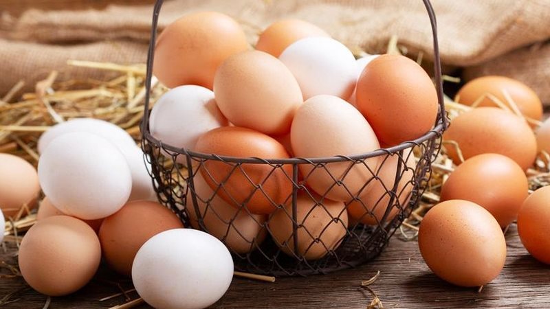 سعر كرتونة البيض