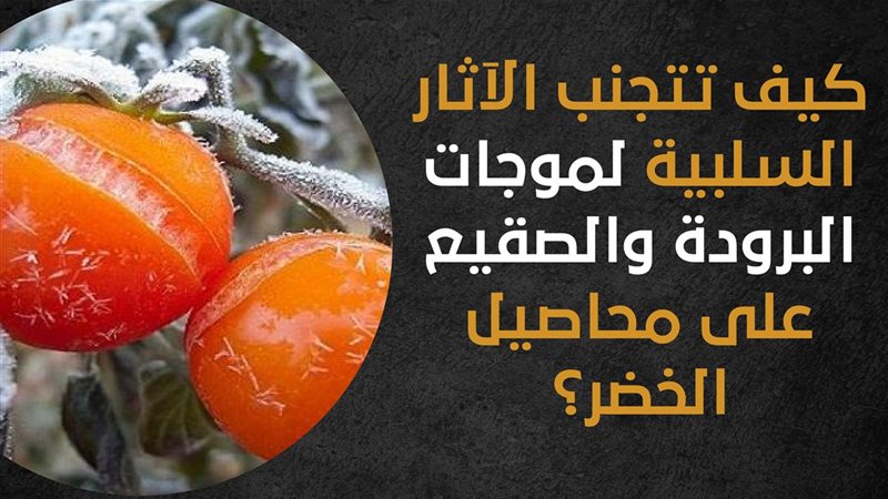 انفوجراف 