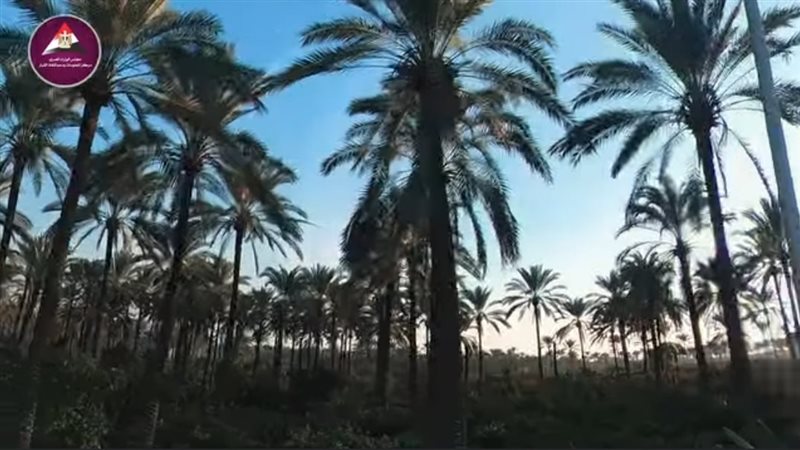 الزراعة في البحيرة