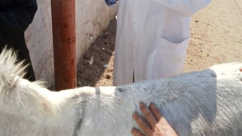 قافلة بيطرية مجانية