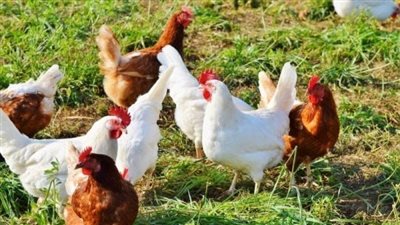 ارتفاع جديد في سعر الفراخ اليوم السبت 1 مارس 2025 أول أيام رمضان