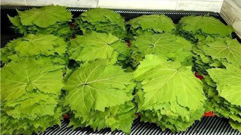 أسعار ورق العنب اليوم