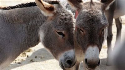 العثور على رؤوس حمير في مصرف يثير الجدل في المنوفية والأمن يكشف التفاصيل