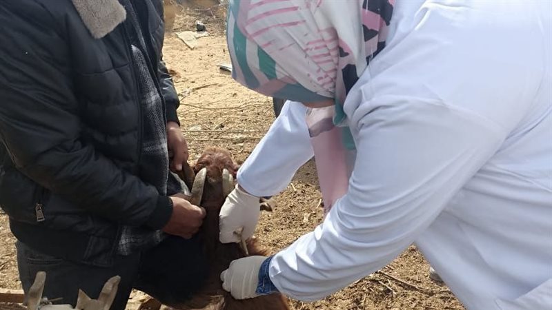 تحصين 347 ألف ماشية