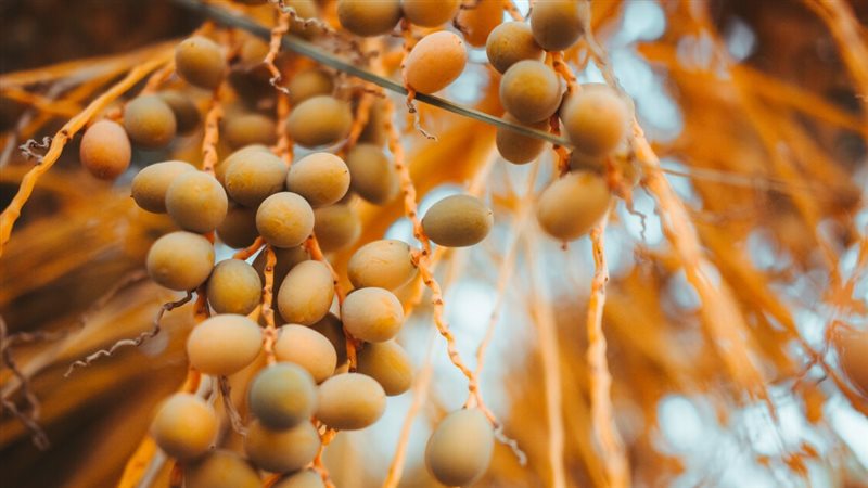 تفسير رؤية البلح