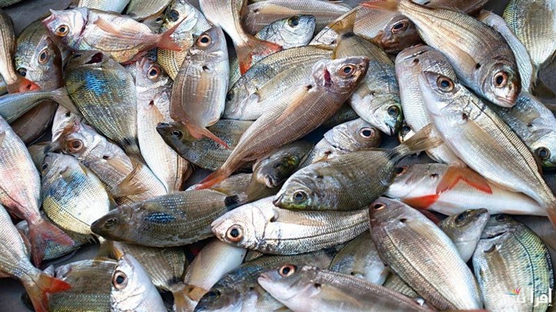 سعر السمك اليوم،فيتو