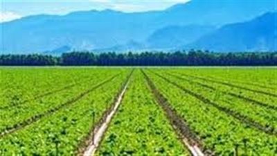 تفسير حلم الزرع الأخضر في المنام وعلاقته بتحسن الأحوال 