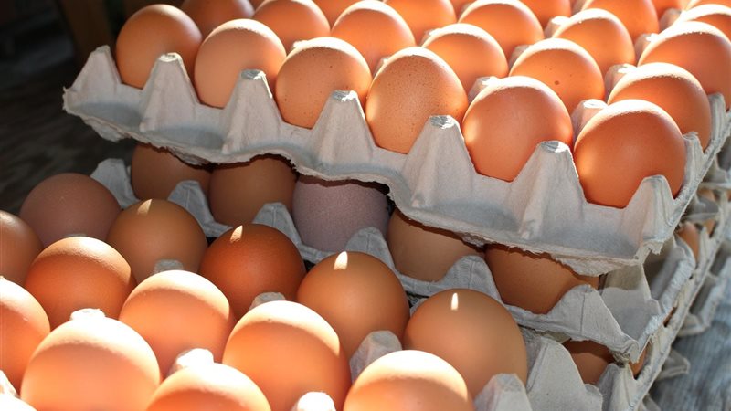 سعر كرتونة البيض
