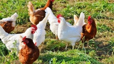  انخفاض أسعار الفراخ اليوم الثلاثاء 25 مارس 2025 (أخر تحديث)