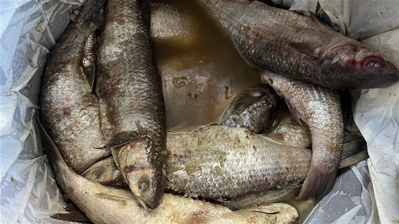 اسعار الفسيخ بمحافظة