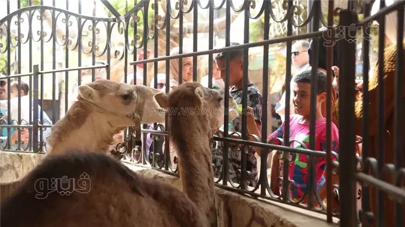 احتفالات عيد الفطر