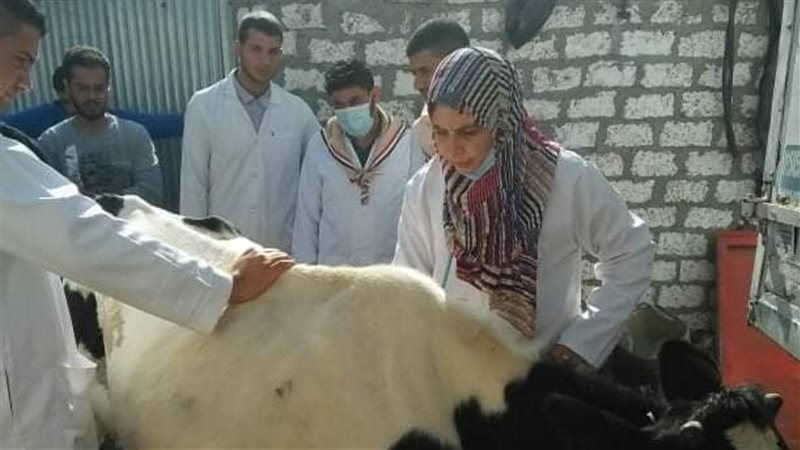 جانب من القافلة 