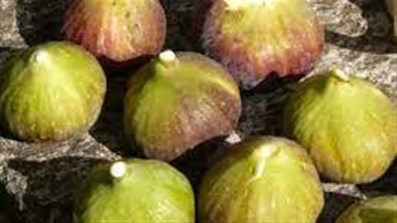 تفسير حلم التين في