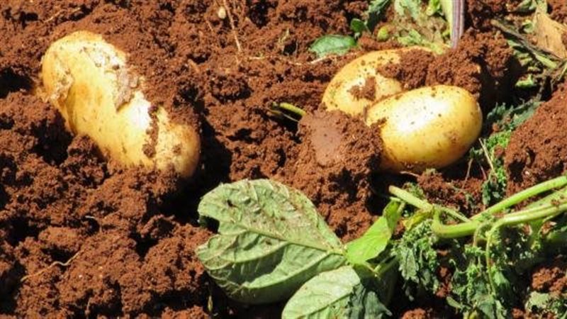 زراعة البطاطس، فيتو