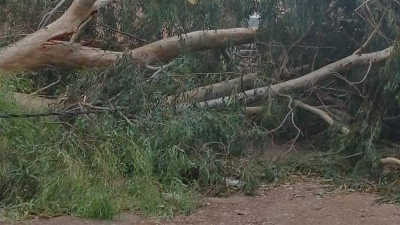 سقوط شجرة على الطريق