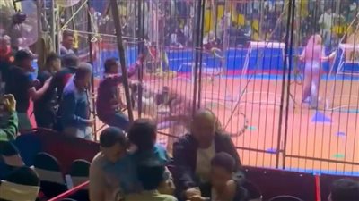 بعد واقعة نمر سيرك طنطا.. الضوابط القانونية لاقتناء الحيوانات المفترسة.. الإخطار عند إصابة أو وفاة شخص خطوة إلزامية.. وإجراءات سريعة حال التعرض لخطر الافتراس