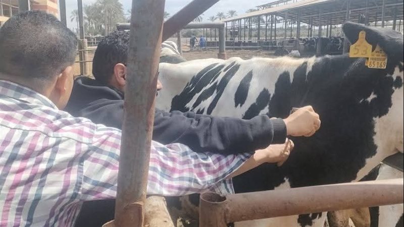 جانب من أعمال تحصين