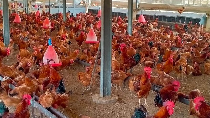 أسعار الفراخ اليوم