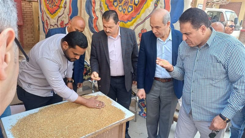 موسم القمح في الفيوم