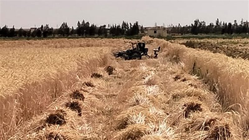 حصاد القمح، فيتو