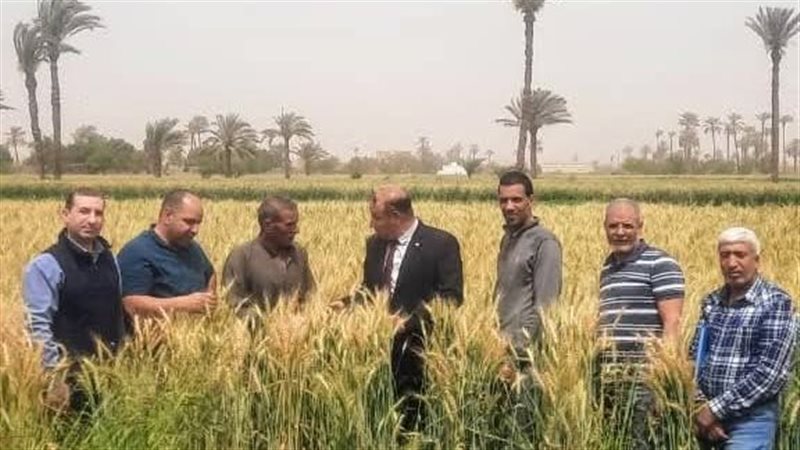 موسم حصاد القمح