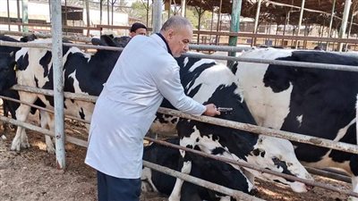 فحص 4282 رأس ماشية ضد البروسيلا والسل البقري بالشرقية