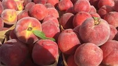 تفسير حلم أكل الخوخ في المنام وعلاقته باستقرار الحياة الزوجية 