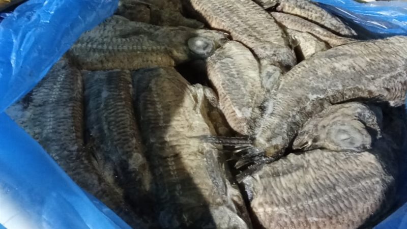 اسماك فاسدة، فيتو