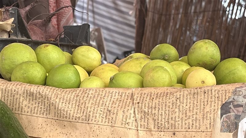 أسعار الليمون بمحافظة