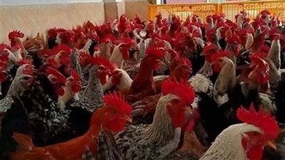 انخفاض أسعار الدواجن اليوم الخميس 17-4-2025 في الفيوم