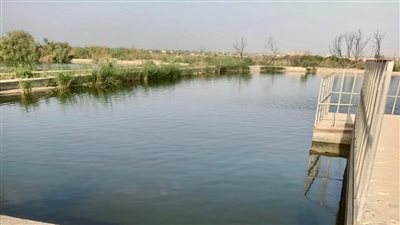 مياه الفيوم تستخدم مياه الصرف المعالج في ري الغابات الشجرية 