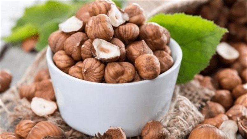 البندق 