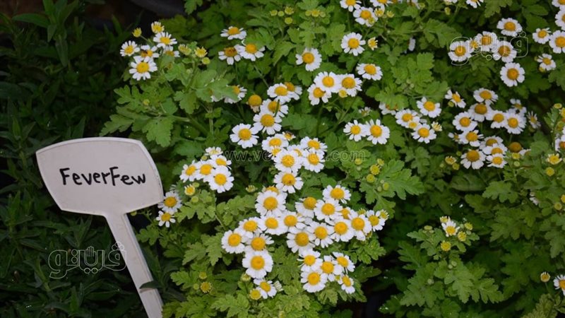 زهرة الحما Feverfew