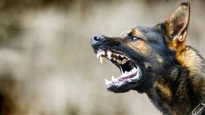 لحين سماع الشهود، النيابة تحتجز 5 أشخاص تعدوا على محصل بترام الإسكندرية