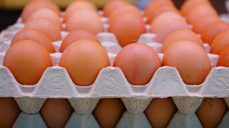 أسعار البيض اليوم