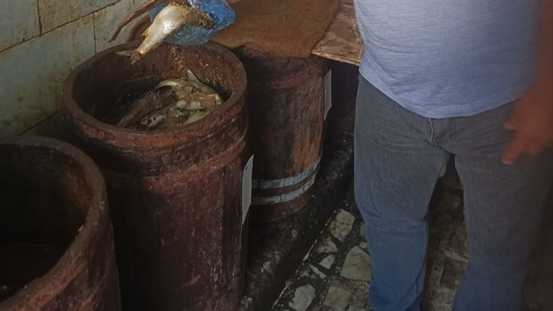 الاسكندريه 